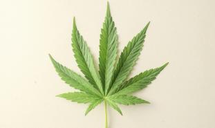 marijuana leaf